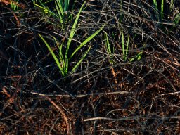 IMGP4942_Frisk greas mellem afbraend lyng